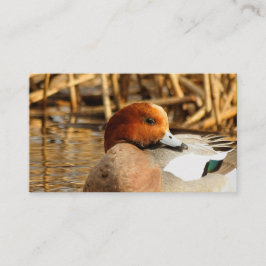 Schöner Stranger in der Stadt Eurasian Wigeon Visitenkarte