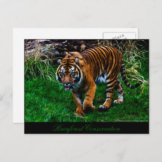 Schöner Sumatran Tiger Postkarte (Vorne/Hinten)