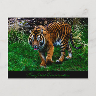 Schöner Sumatran Tiger Postkarte
