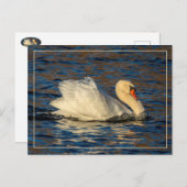 Schöner Swan und Blue Water Postcard Postkarte (Vorne/Hinten)