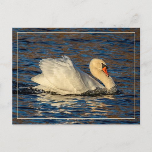 Schöner Swan und Blue Water Postcard Postkarte (Vorderseite)