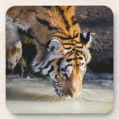 Schöner Tiger im Waterhole Getränkeuntersetzer (Vorderseite)