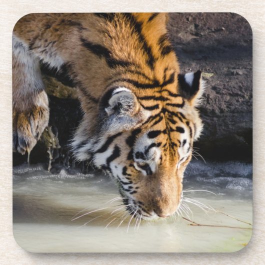 Schöner Tiger im Waterhole Getränkeuntersetzer (Vorderseite)