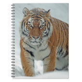 Schöner Tiger in Schnee Notizblock (Vorderseite)