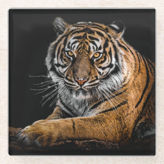 Schöner Tiger mit schwarzem Hintergrund Glasuntersetzer (Vorderseite)