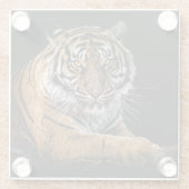 Schöner Tiger mit schwarzem Hintergrund Glasuntersetzer (Rückseite)