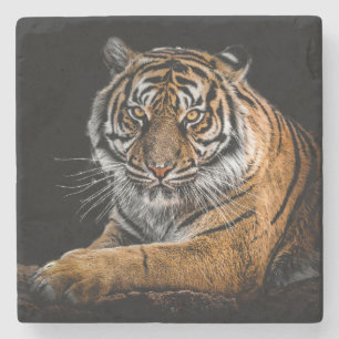 Schöner Tiger mit schwarzem Hintergrund Steinuntersetzer