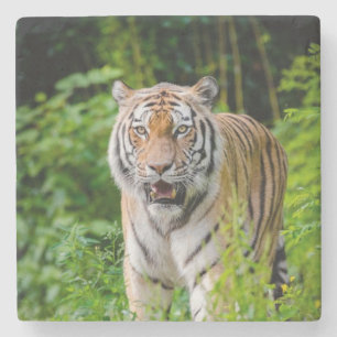 Schöner Tiger Stone Untersetzer