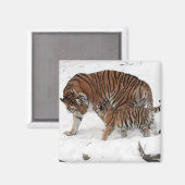 Schöner Tiger und Cube Magnet (Vorderseite/Rückseite)