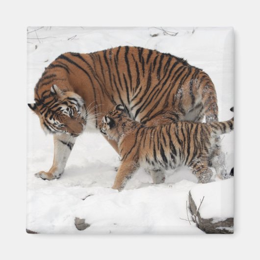 Schöner Tiger und Cube Magnet (Vorne)