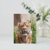 Schöner Tigerdruck Postkarte (Stehend Vorderseite)