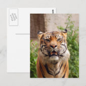 Schöner Tigerdruck Postkarte (Vorne/Hinten)