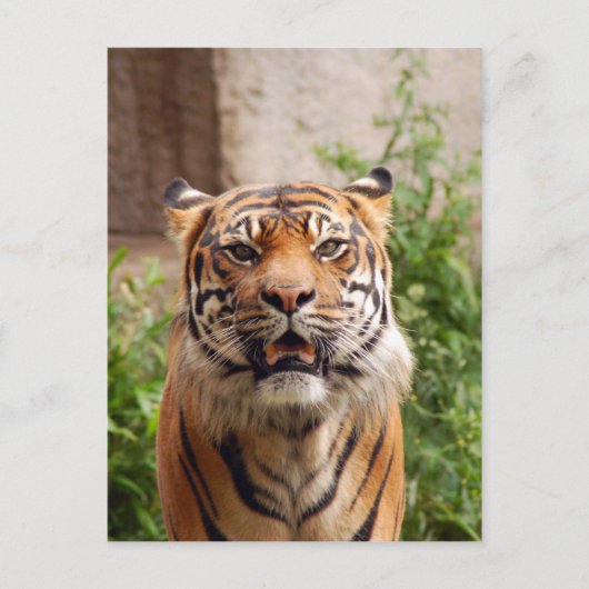 Schöner Tigerdruck Postkarte (Vorderseite)