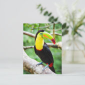 Schöner Toucan Postkarte (Stehend Vorderseite)