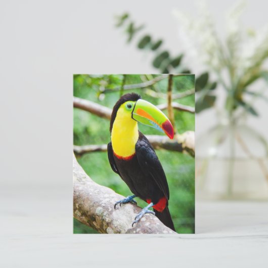 Schöner Toucan Postkarte (Stehend Vorderseite)