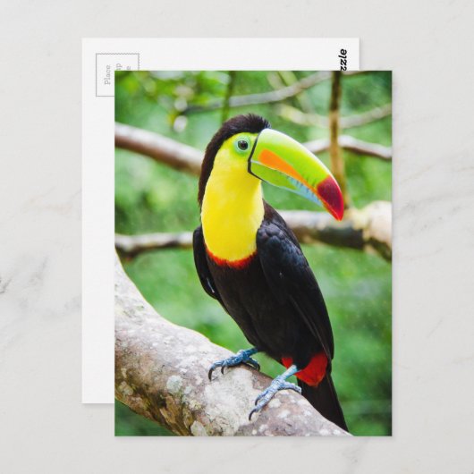 Schöner Toucan Postkarte (Vorne/Hinten)