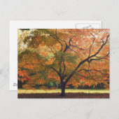 Schöner Tree Postkarte (Vorne/Hinten)