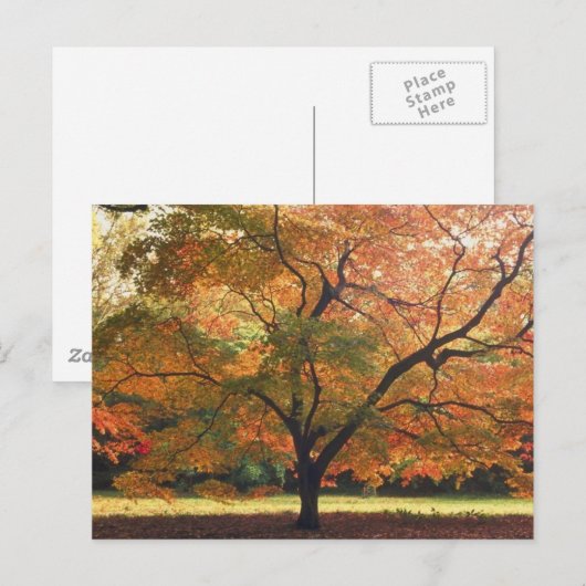 Schöner Tree Postkarte (Vorne/Hinten)