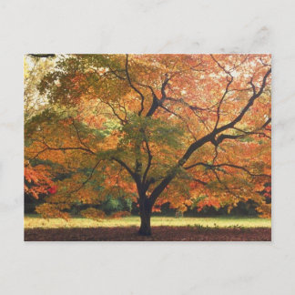 Schöner Tree Postkarte
