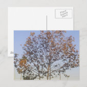 Schöner Tree Postkarte (Vorne/Hinten)