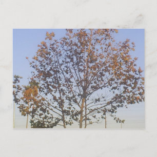 Schöner Tree Postkarte
