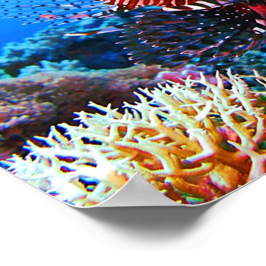 Schöner Tropischer Lionfisch Poster (Ecke)
