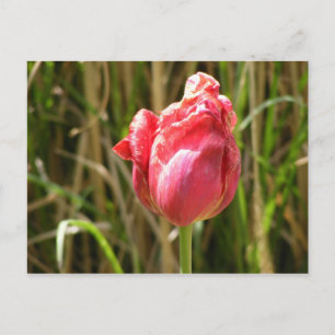 SCHÖNER TULIP POSTKARTE