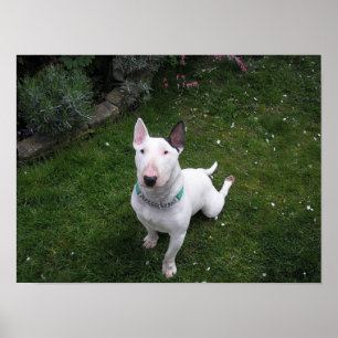 Schöner Tyrann-englisches Bullterrier-Plakat Poster