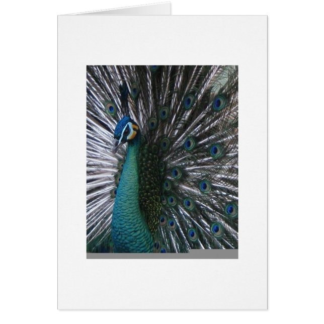 Schöner u. stolzer Spalding Pfau (Vorne)