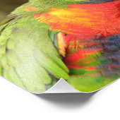 Schöner und farbenfroher Papagei Fotodruck (Ecke)