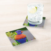 Schöner und farbenfroher Regenbogen Lorikeet Parro Glasuntersetzer (Schrägansicht)