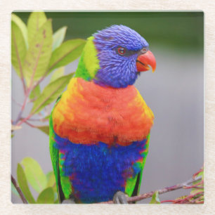 Schöner und farbenfroher Regenbogen Lorikeet Parro Glasuntersetzer