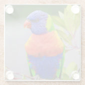 Schöner und farbenfroher Regenbogen Lorikeet Parro Glasuntersetzer (Rückseite)