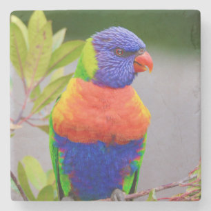 Schöner und farbenfroher Regenbogen Lorikeet Parro Steinuntersetzer