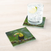 Schöner und farbenfroher Tropenvogel Glasuntersetzer (Schrägansicht)