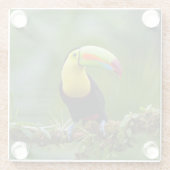 Schöner und farbenfroher Tropenvogel Glasuntersetzer (Rückseite)
