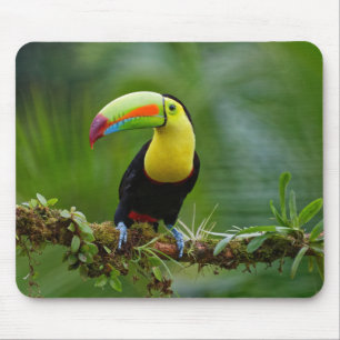 Schöner und farbenfroher Tropenvogel Mousepad