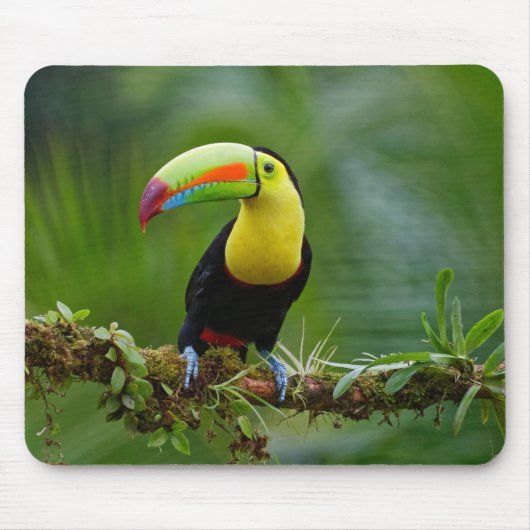 Schöner und farbenfroher Tropenvogel Mousepad (Vorne)