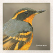 Schöner Varieté-Songbird im Baum Glasuntersetzer (Vorderseite)