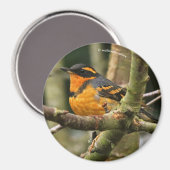 Schöner Varieté-Songbird im Baum Magnet (Vorderseite/Rückseite)