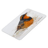 Schöner Varieté-Songbird im Schnee Magnet (Linke Seite)