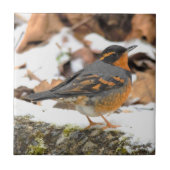 Schöner Varieté-Thrush auf dem Schneeberg Fliese (Vorderseite)