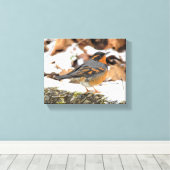 Schöner Varieté-Thrush auf dem Schneeberg Leinwanddruck (Insitu (Holzboden))