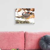 Schöner Varieté-Thrush auf dem Schneeberg Leinwanddruck (Insitu (Wohnzimmer))