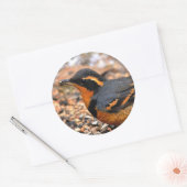 Schöner Varieté-Thrush auf dem Schneeberg Runder Aufkleber (Umschlag)