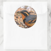 Schöner Varieté-Thrush auf dem Schneeberg Runder Aufkleber (Tasche)