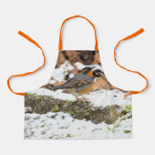 Schöner Varieté-Thrush auf dem Schneeberg Schürze (Vorderseite)