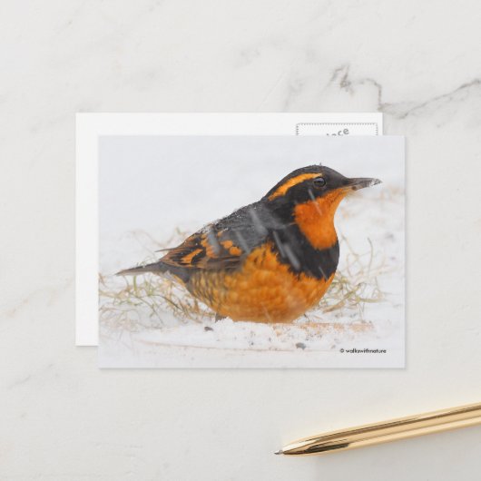 Schöner, variierter Schwanz-Songbird im fallenden  Postkarte (Vorderseite/Rückseite Beispiel)