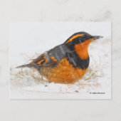 Schöner, variierter Schwanz-Songbird im fallenden Postkarte (Vorderseite)