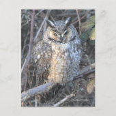 Schöner Vogel der Beute aus dem Eis bei Sonnenunte Postkarte (Vorderseite)